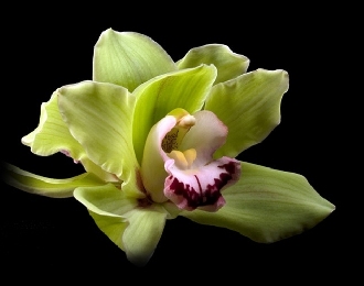 Rádió Eger hírek - Orchidea Program Egerben